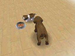 Nintendogs: Teckel y Compañía - Imagen 41