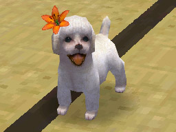 Nintendogs: Teckel y Compañía - Imagen 43