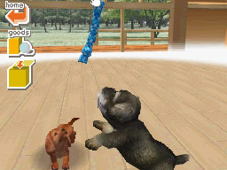 Nintendogs: Teckel y Compañía - Imagen 37