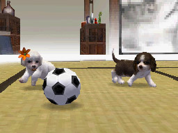 Nintendogs: Teckel y Compañía - Imagen 34